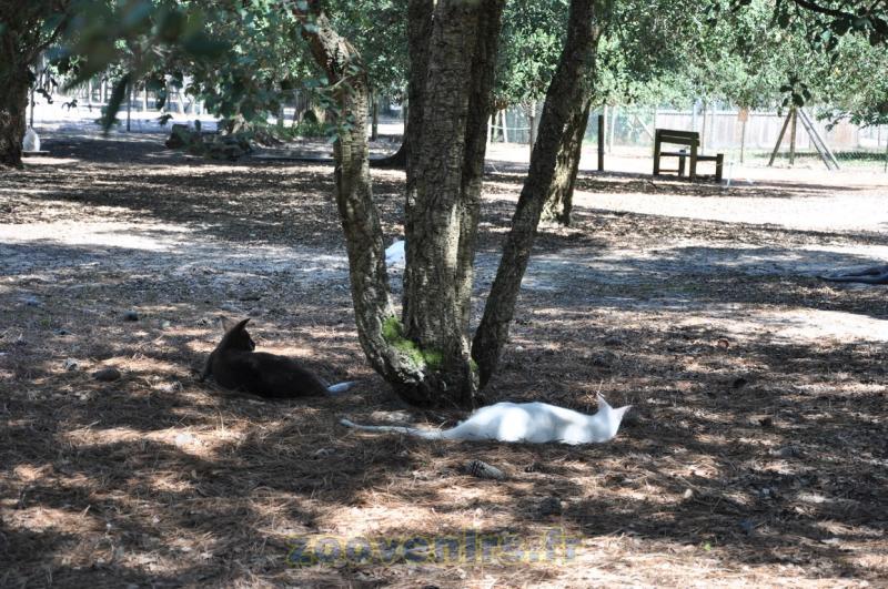 Wallaby de Bennett