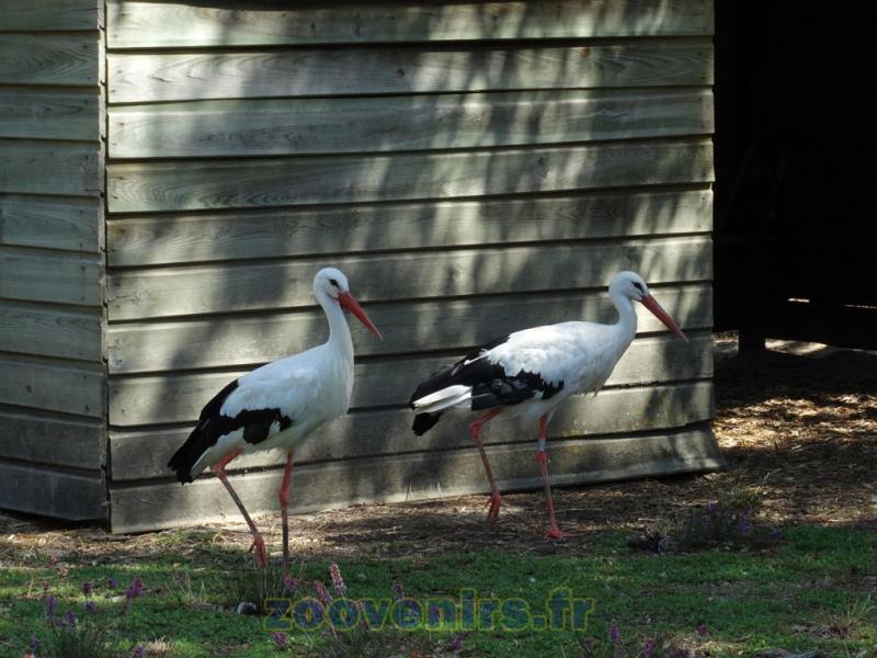 Cigogne blanche