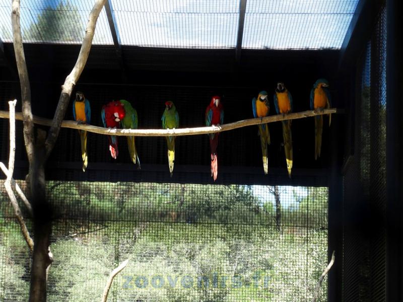 Ara chloroptère - Ara militaire - Ara ararauna - Ara macao
