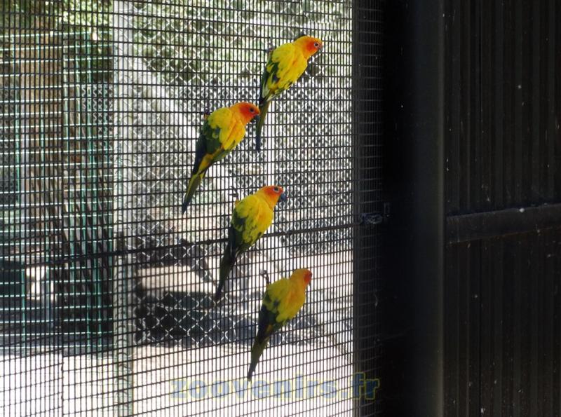 Conure soleil