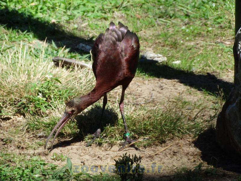 Ibis à face blanche
