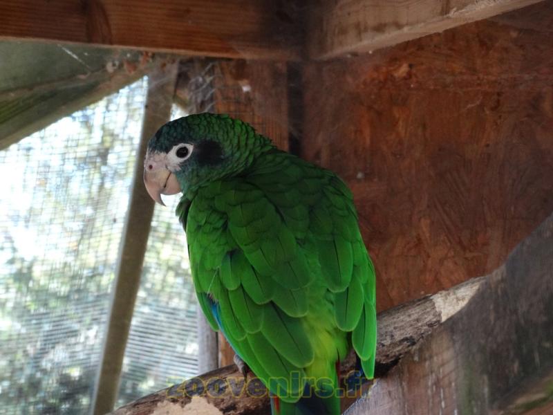 Amazone d'Hispaniola