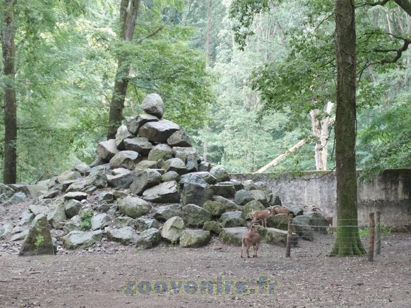 Mouflon à manchettes