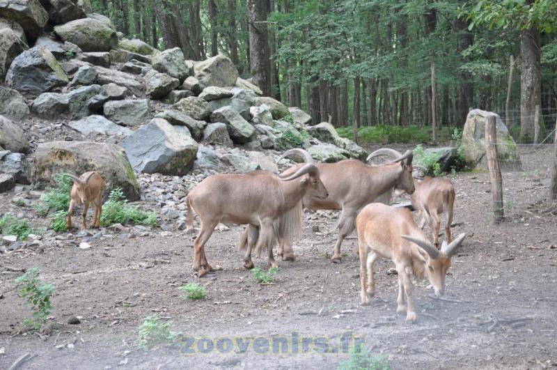 Mouflon à manchettes 