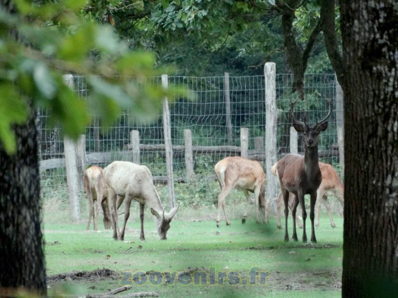 Cerf élaphe