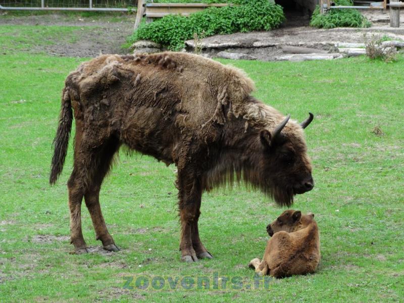 Bison d'Europe