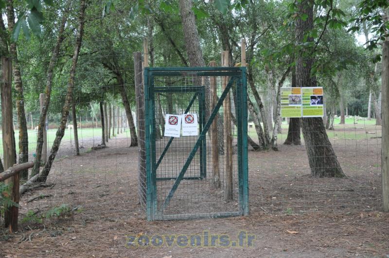 Daim - Mouflon de Corse