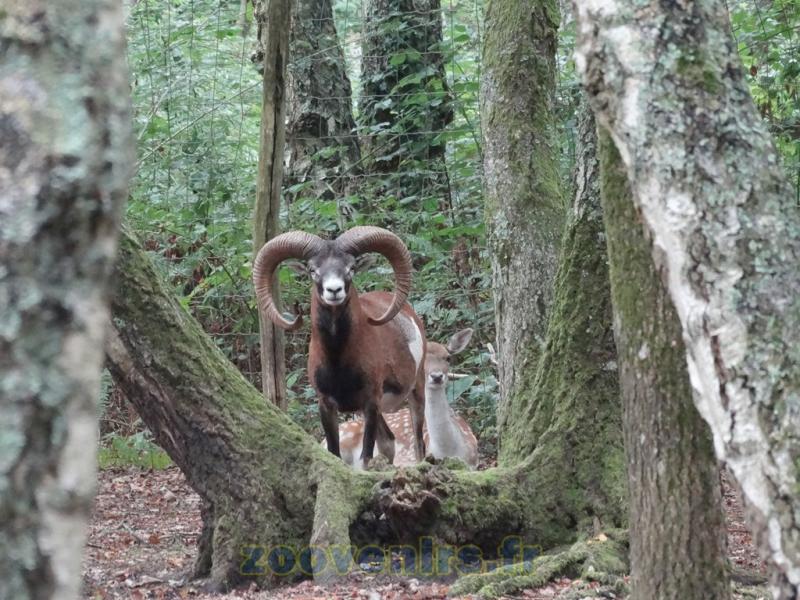 Mouflon de Corse