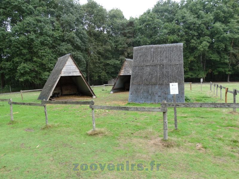 Wallaby à cou rouge