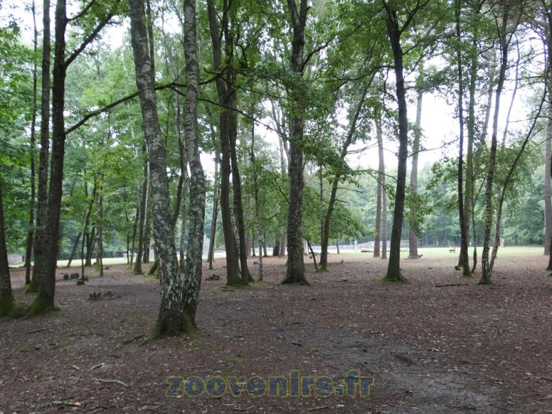 Wallaby à cou rouge