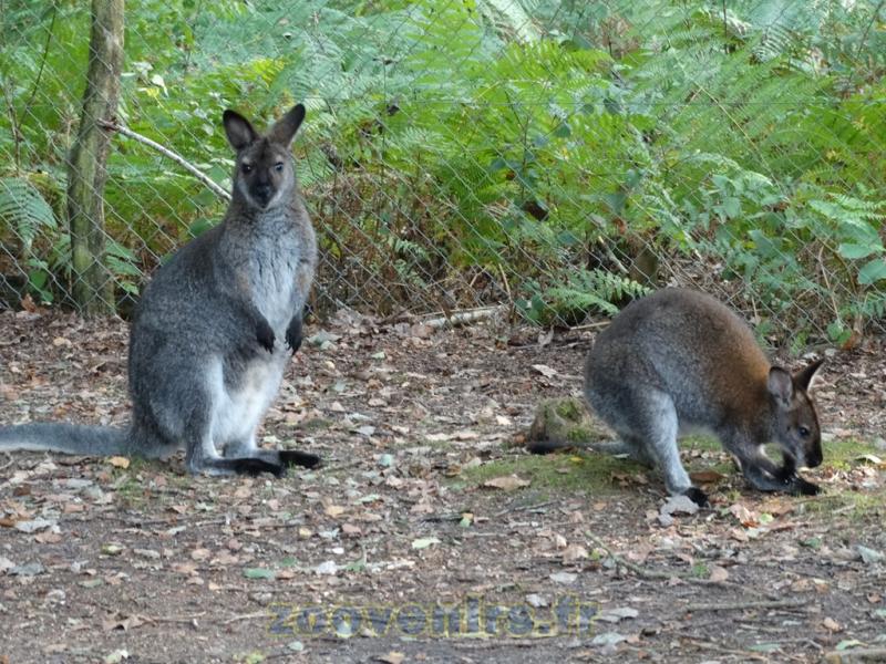 Wallaby à cou rouge