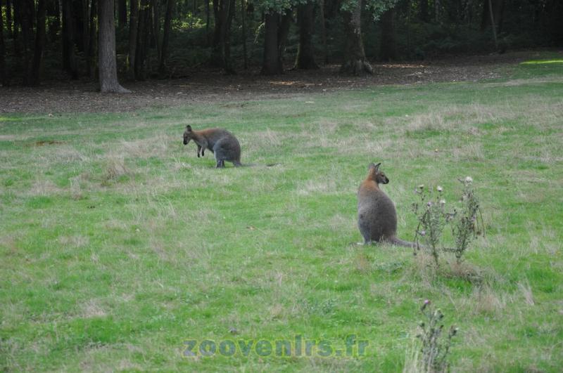 Wallaby à cou rouge