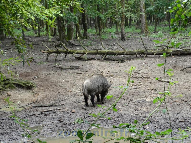 Sanglier 