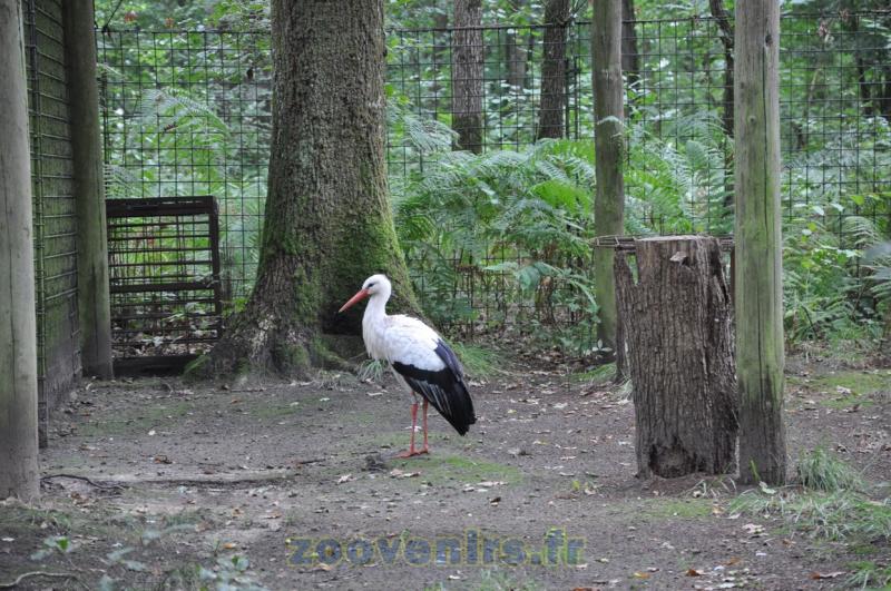 Cigogne