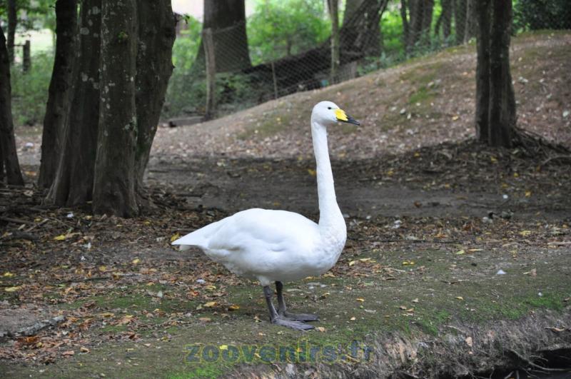 Cygne chanteur