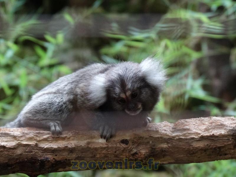Ouistiti à toupets blancs 