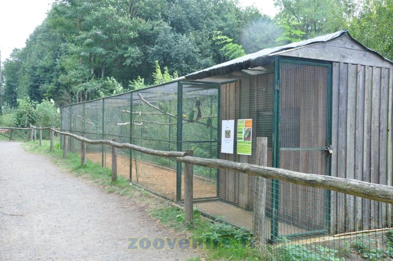 Amazone à épaules jaunes