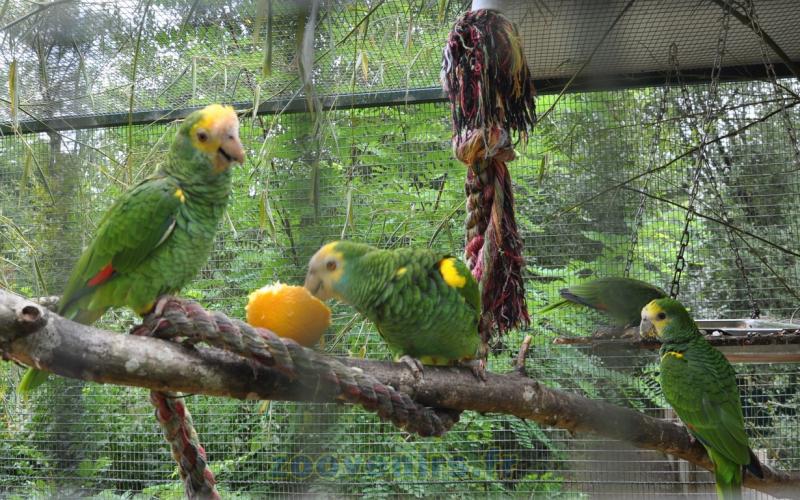 Amazone à épaules jaunes