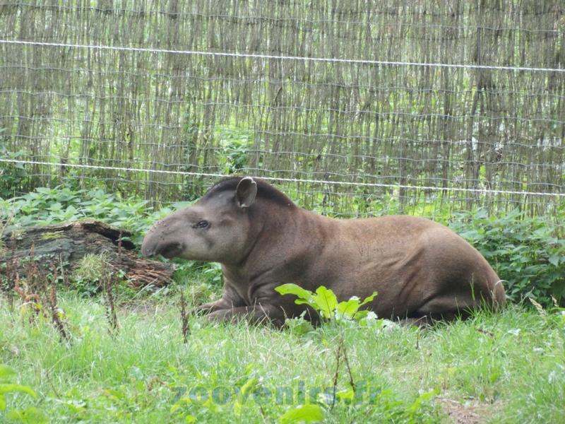 Tapir terrestre