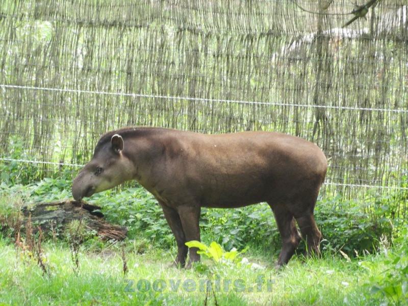 Tapir terrestre