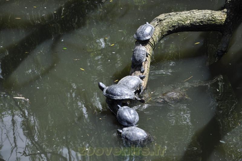 Tortues de Floride