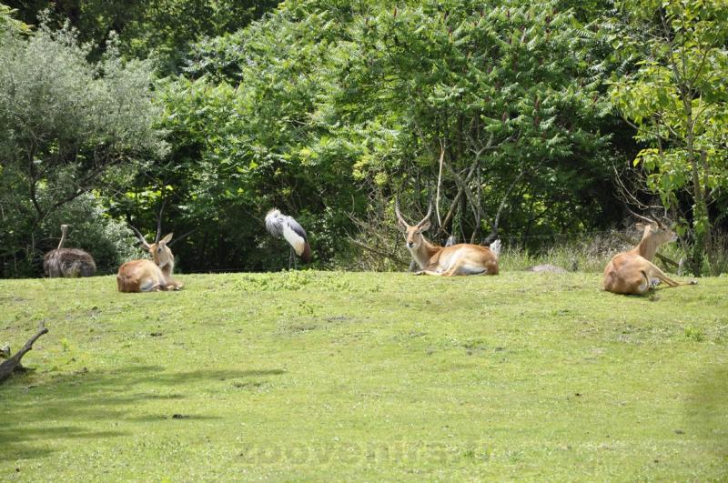 Cob de Lechwe