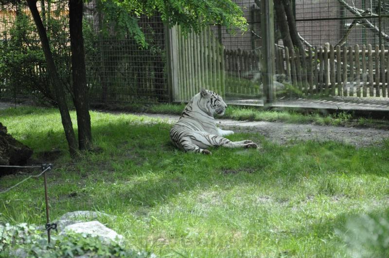 Tigre blanc