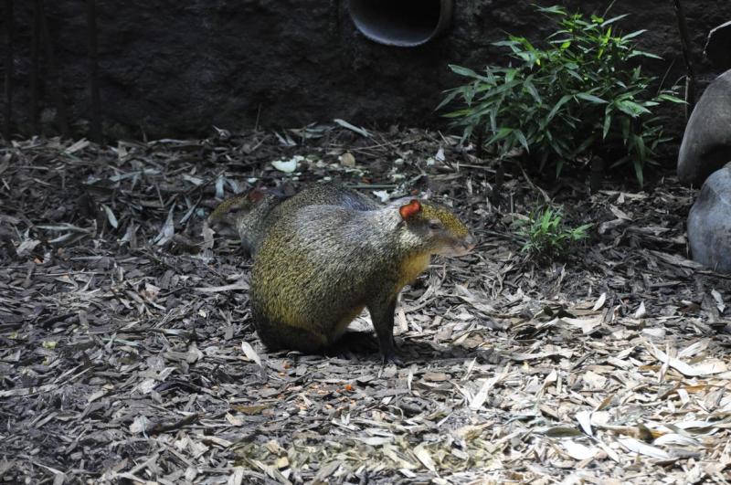 Agouti d'Azara