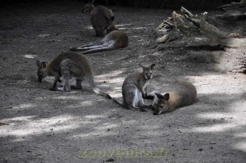 Wallaby de Bennett