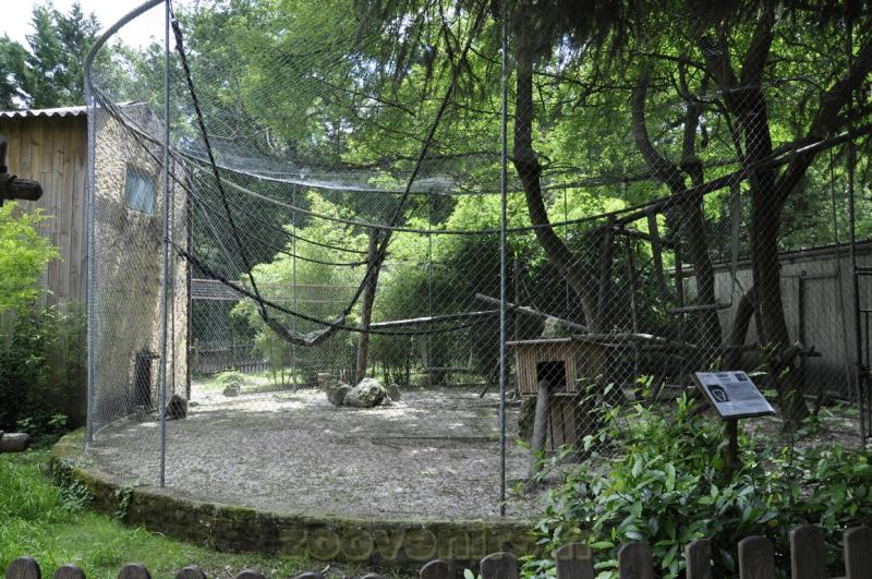 Gibbon lar