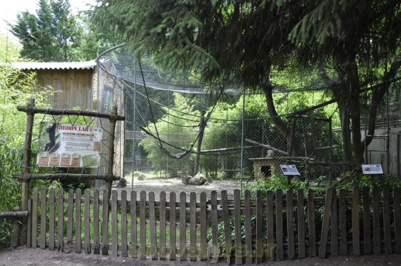Gibbon lar