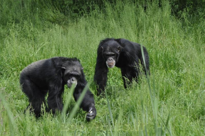 Chimpanzé