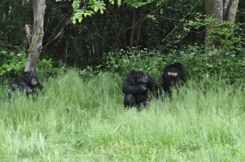 Chimpanzé
