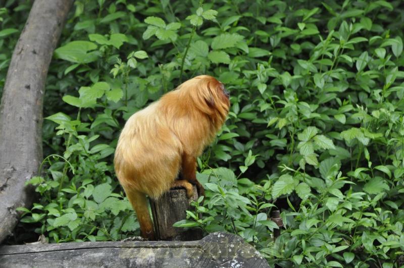 Tamarin lion dorée