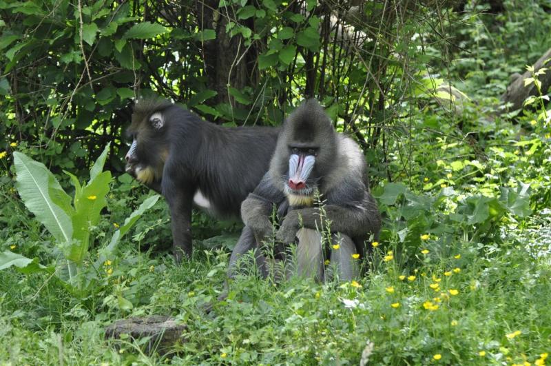 Mandrill