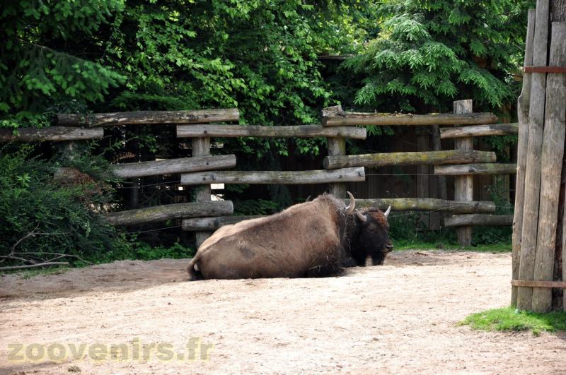 Bison d'Amérique