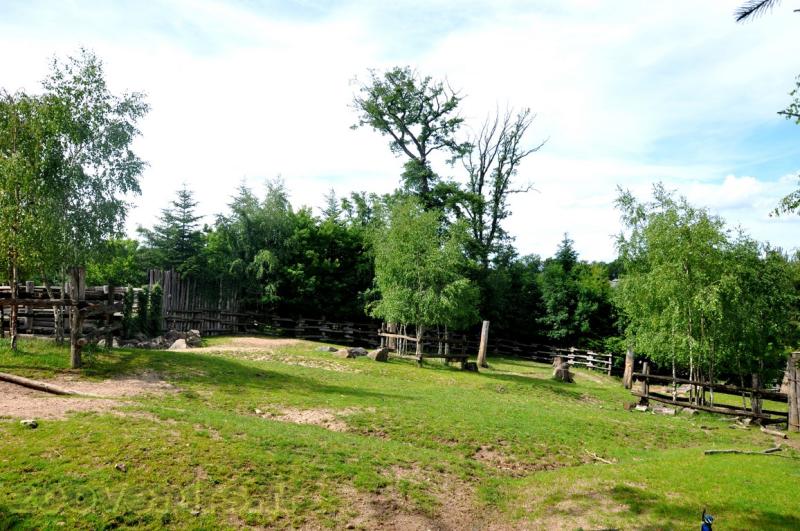 Bison d'Amérique