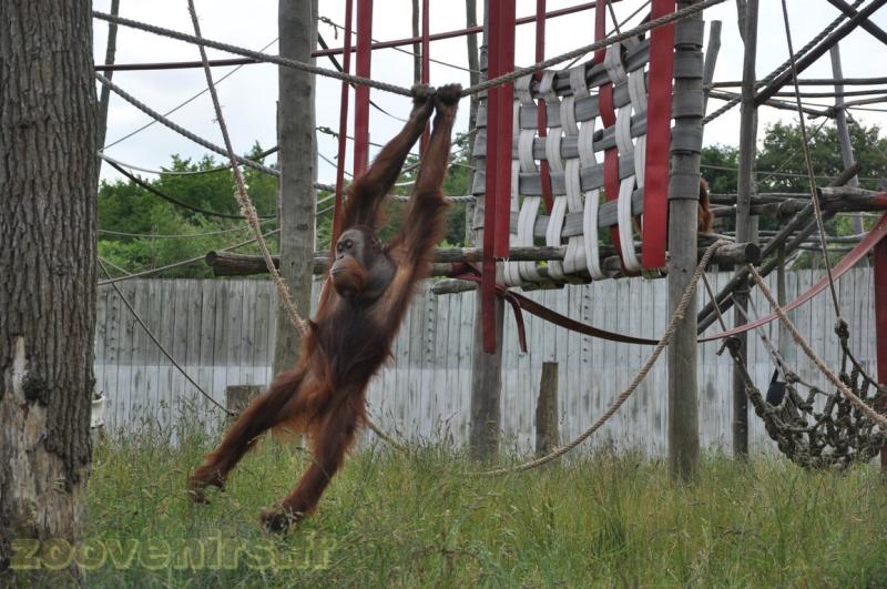 Orang-outang