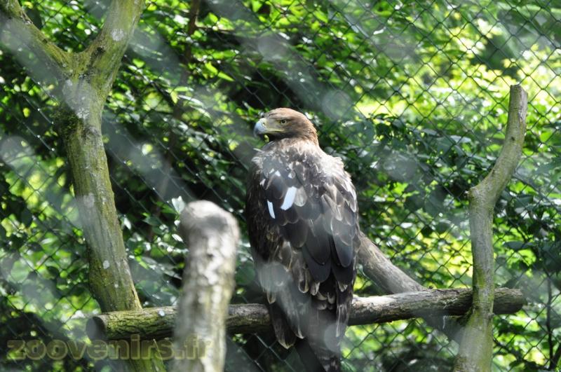 Aigle des verreaux