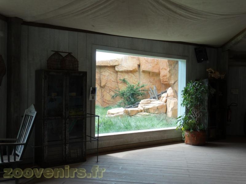 Gorille de l'Ouest