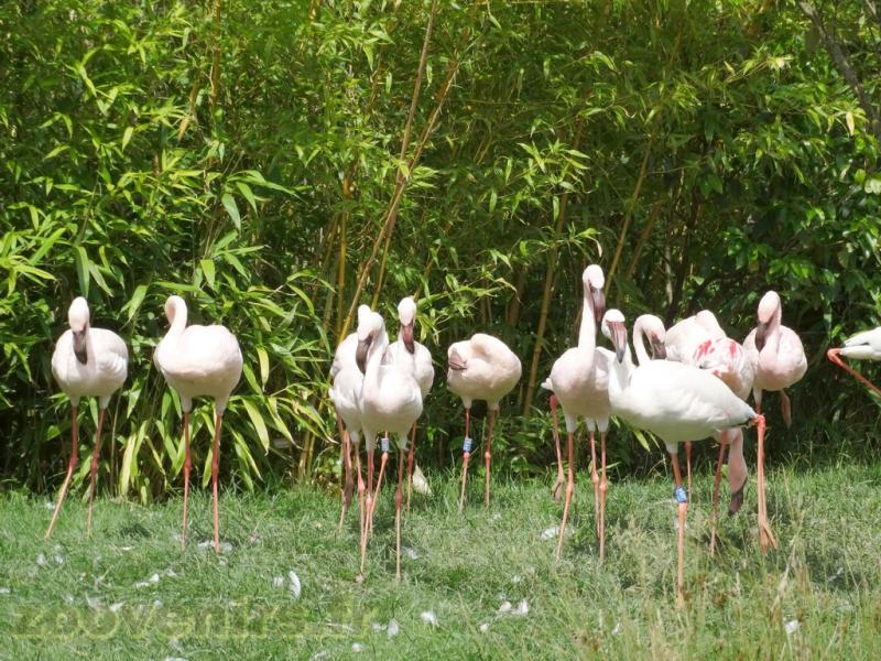 Flamant nain