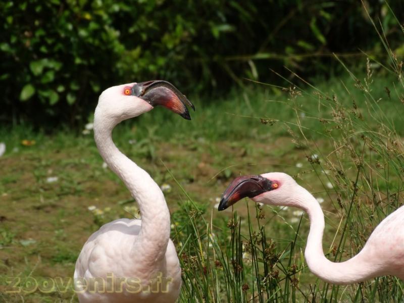 Flamant nain