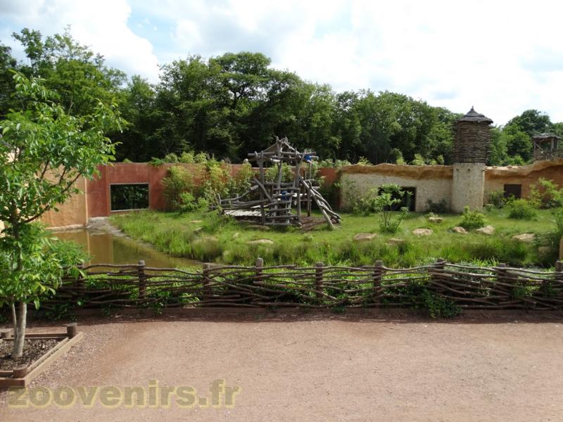 Gorille de l'Ouest