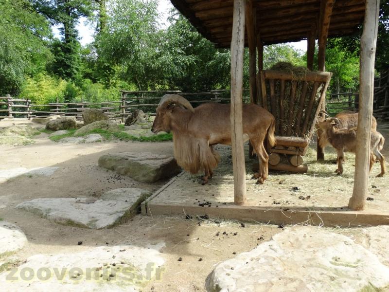 Mouflon à manchettes