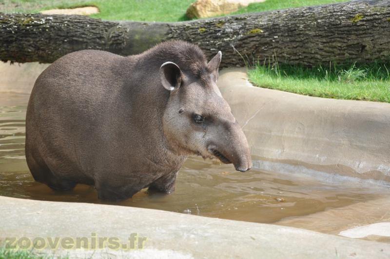 Tapir terrestre