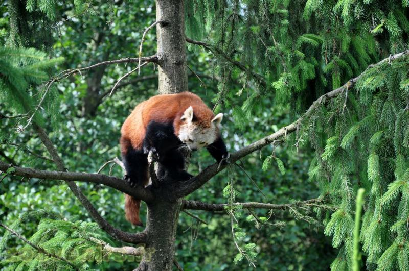 Panda roux