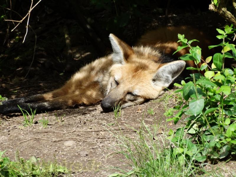 Loup à crinière 