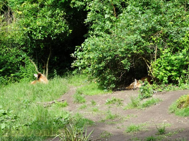 Loup à crinière 
