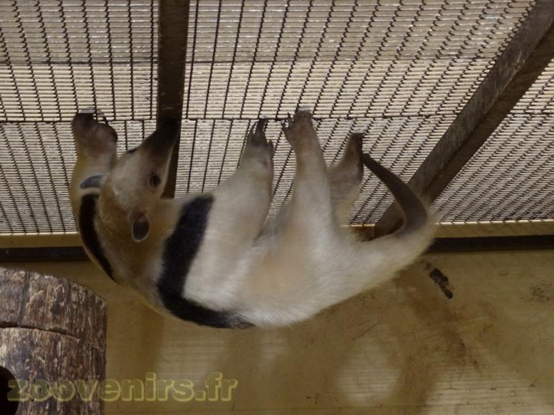 Fourmilier arboricole