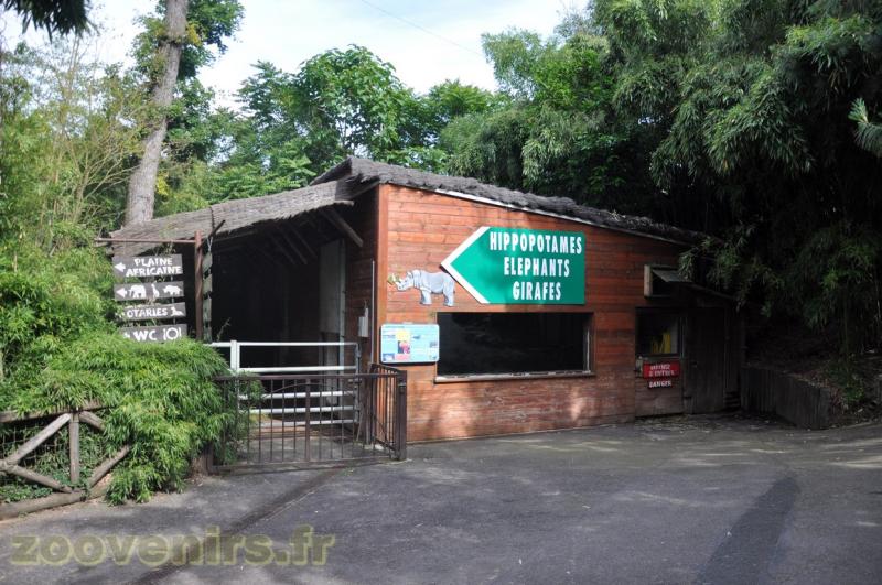 Hippopotame amphibie